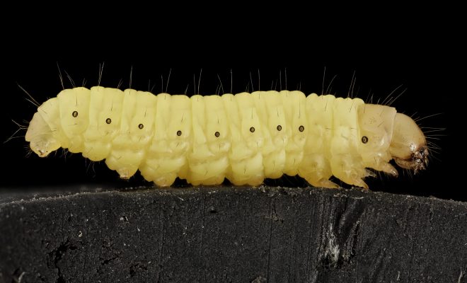 Caterpillar